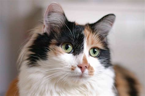 calico cat personality